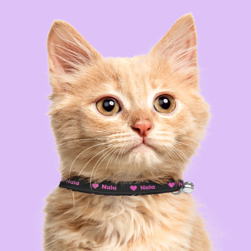 Custom Cat Collars | Cash's