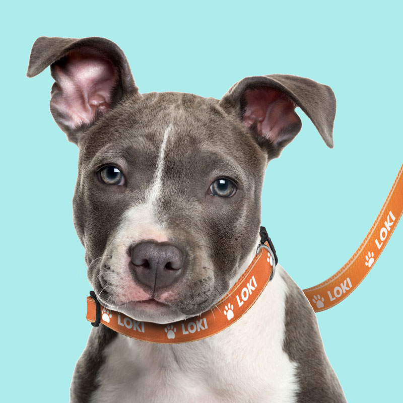 Dog Gift Packs | Cash's