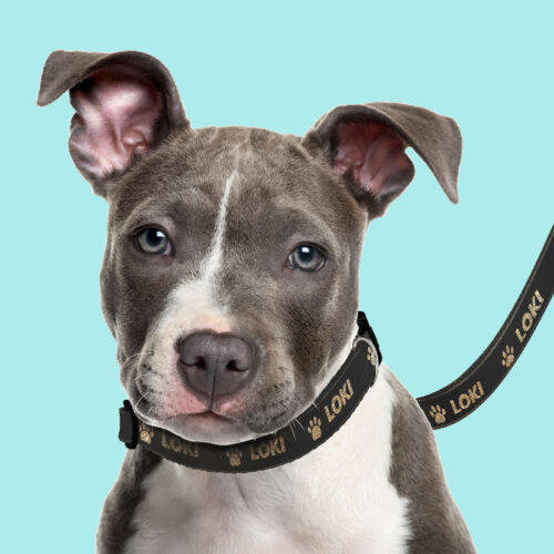 Premium dog Leads | Cash's