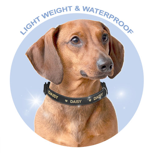 Dog collar personalised by Cash's