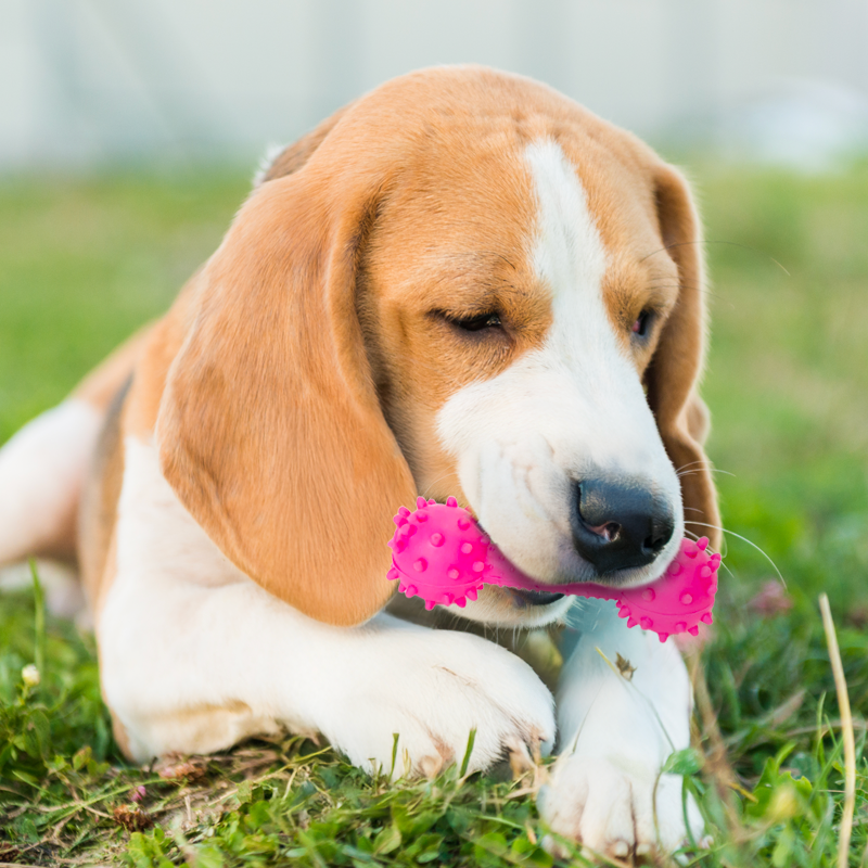 Dog Bone Toy - Image 5