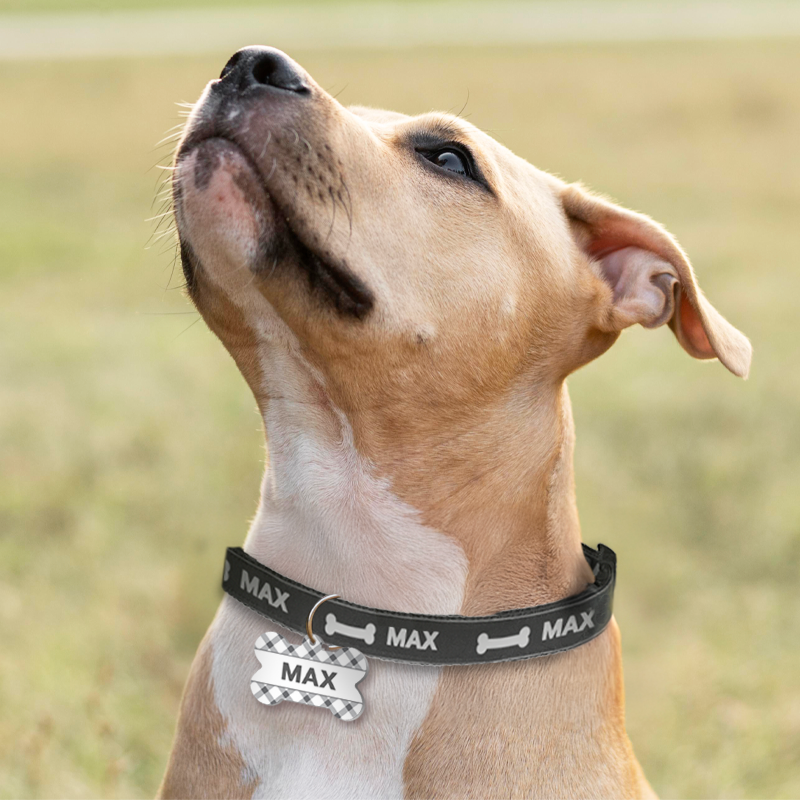 Dog Tag Name | Cash's